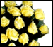 Click here for more on 10 yellow roses bunch 200 cities