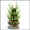 Click here for more on Good Luck Plant (3 Layer )