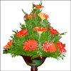 Click here for more on Red Cascade
