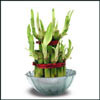 Click here for more on 2 layers Good Luck Plant