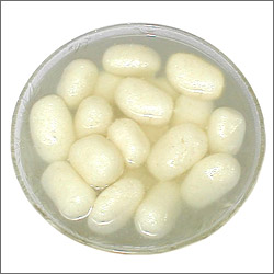 Click here for more on Chum Chum (20 pcs) - Sugar less
