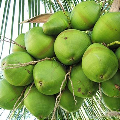 Click here for more on Coconuts - 12nos