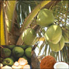 Click here for more on Coconuts - 12nos