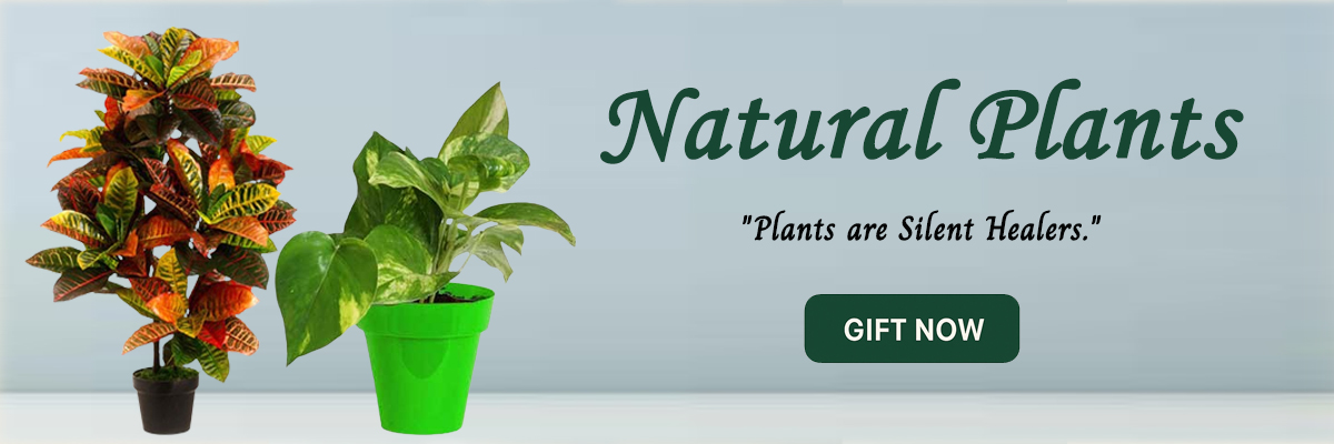 Natural Plants